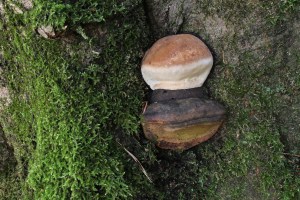 Phellinus igniarius (6) (1200 x 800)